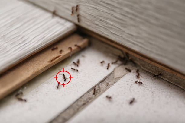 Best Spider Control Near Me  in Inwood, FL
